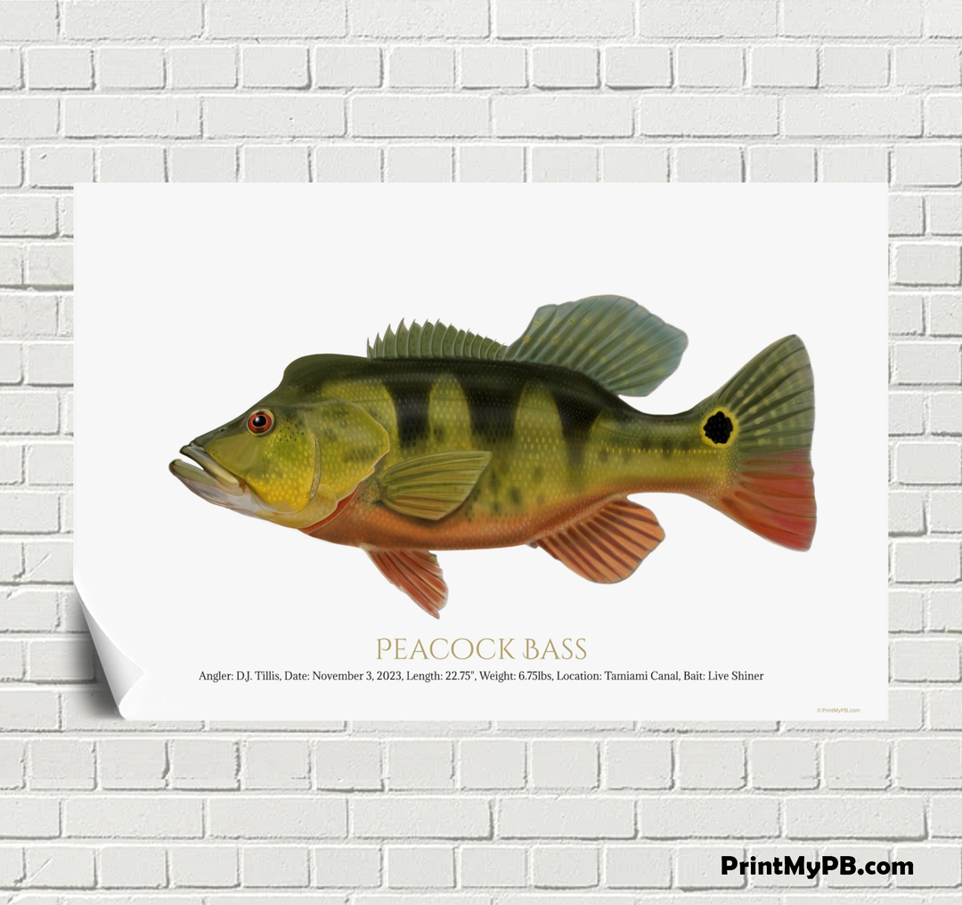 FULL-SIZE Custom Peacock Bass Print