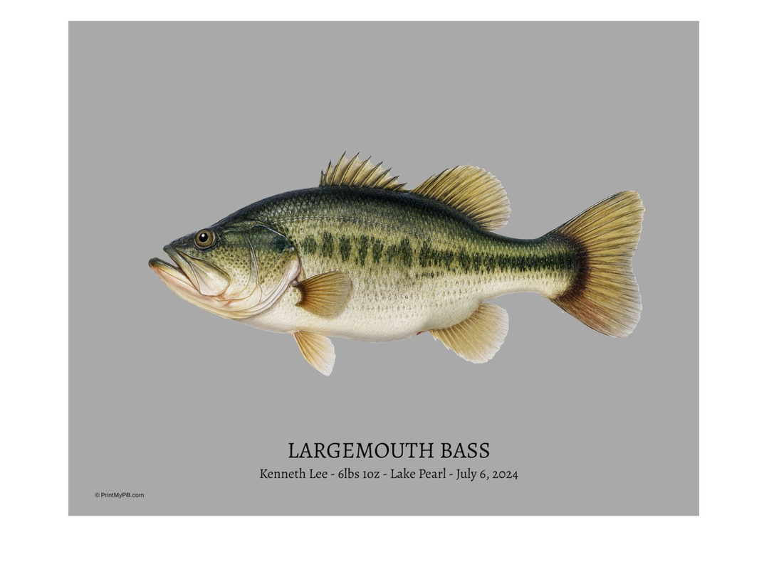 Largemouth Bass 11 x 14" PB Portrait Gallery