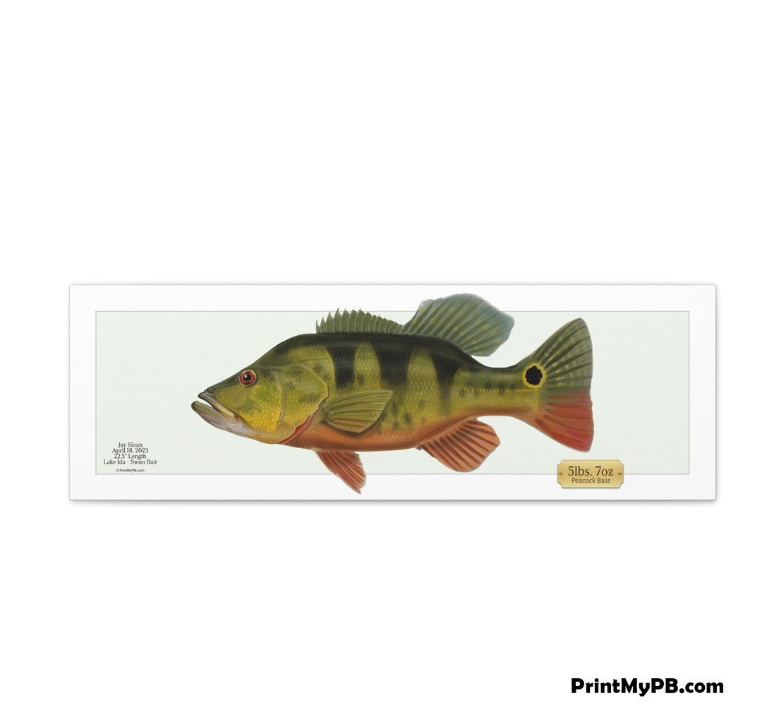 Custom (FULL SIZE) Peacock Bass Canvas