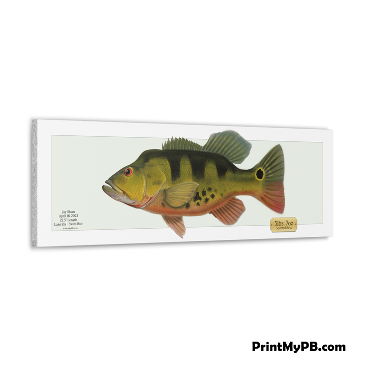 Custom (FULL SIZE) Peacock Bass Canvas