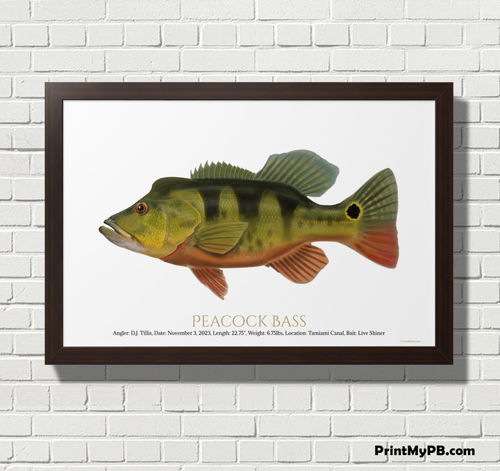 FULL-SIZE Custom Peacock Bass Print