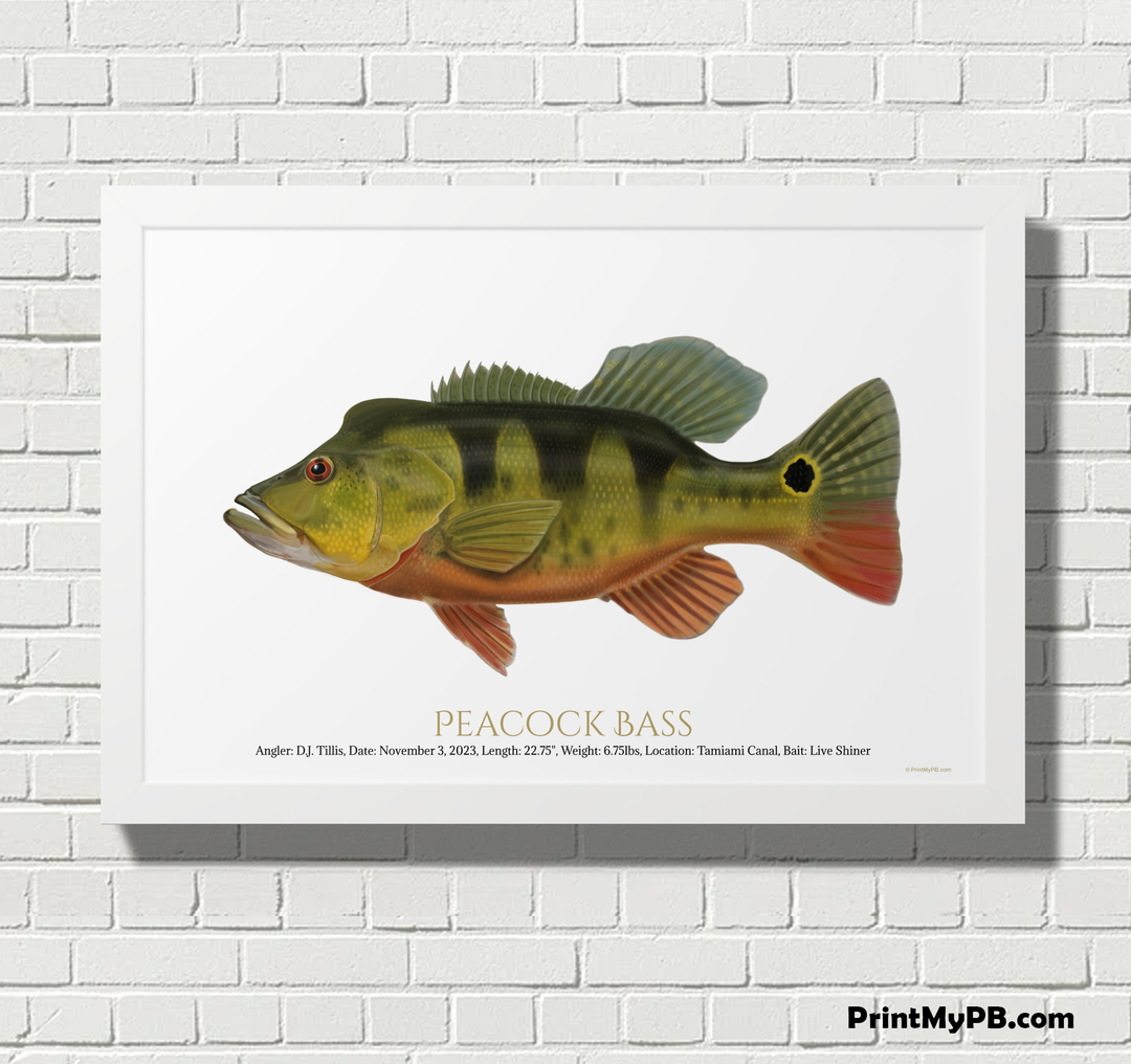 FULL-SIZE Custom Peacock Bass Print